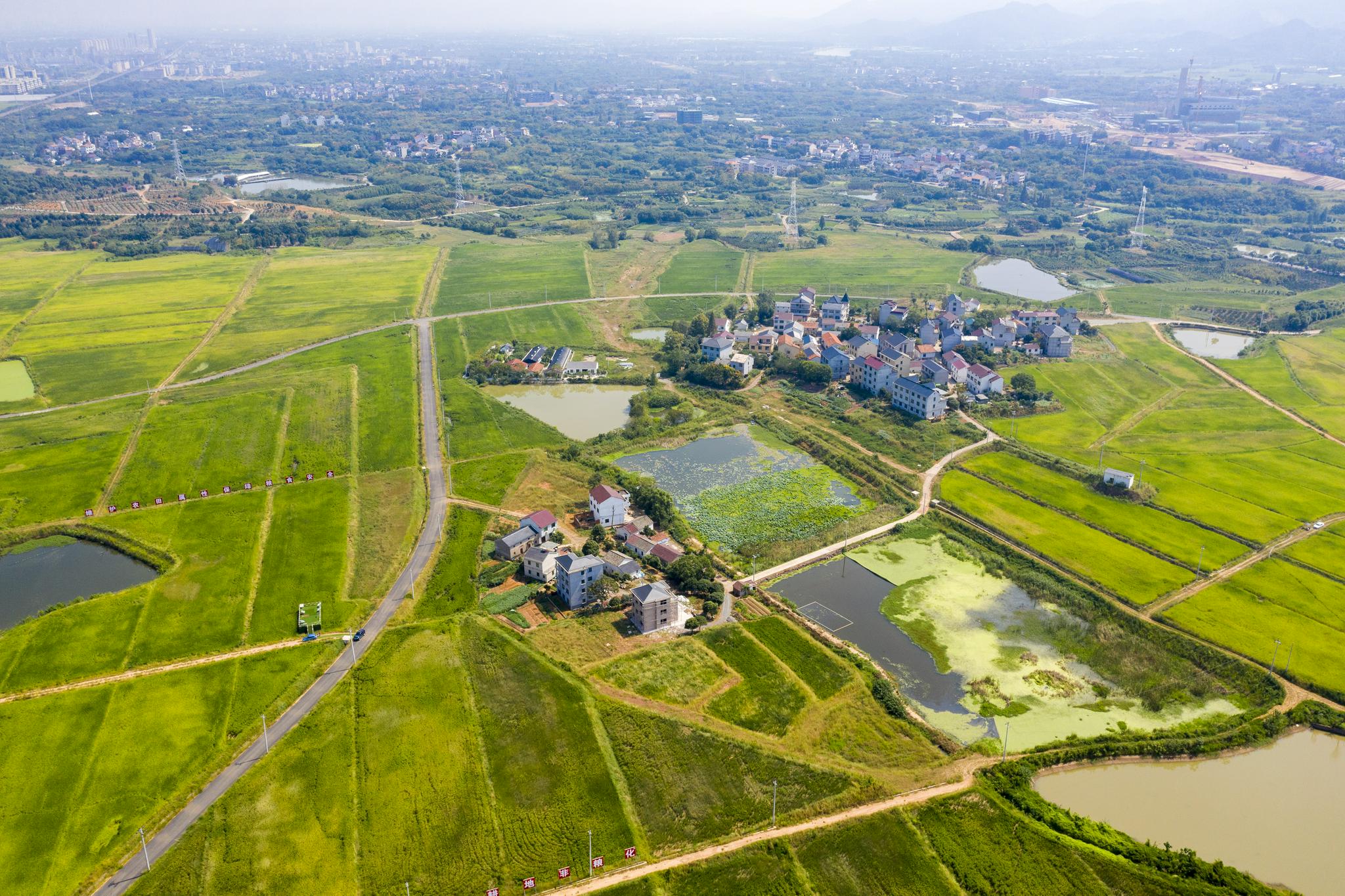 9月23日,浙江省金华市金东区塘雅镇万亩全域土地综合整治项目里,首轮