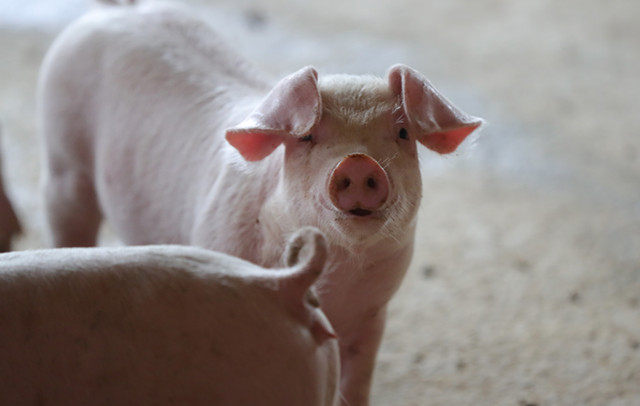 “猪价“跌跌不休” 农业农村部启动生猪生产逆周期调控
