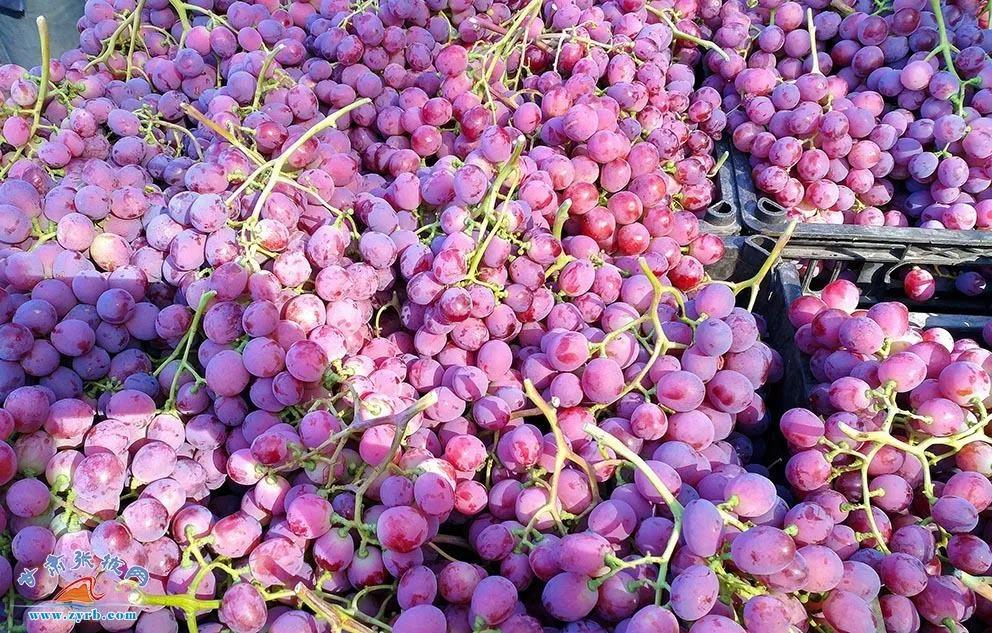 临泽温室葡萄。
