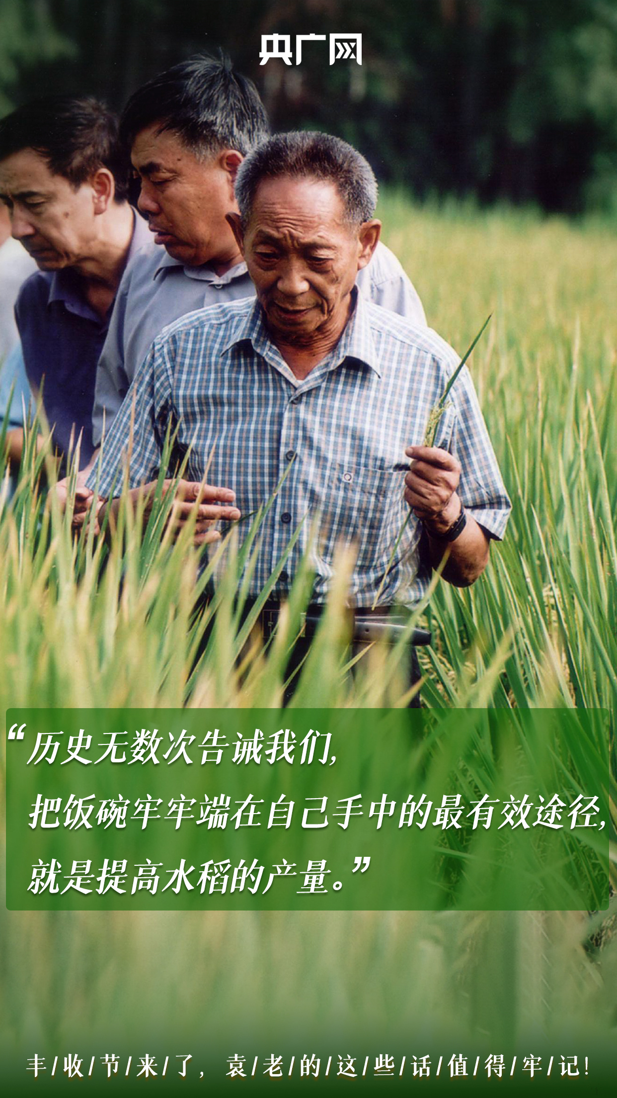 袁隆平院士的辛勤耕耘看到丰收季满眼金黄的稻穗今天(9月23日)是第四