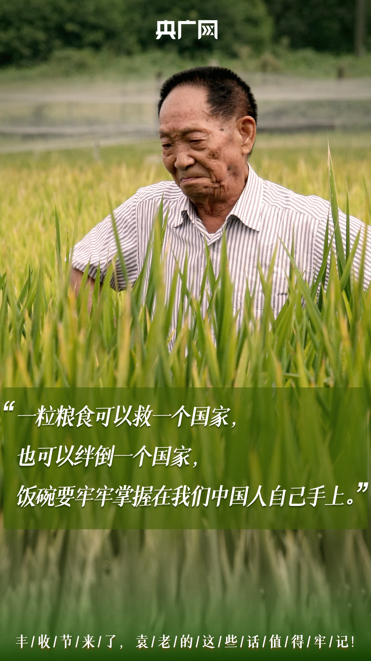 袁隆平院士的辛勤耕耘看到丰收季满眼金黄的稻穗今天(9月23日)是第四