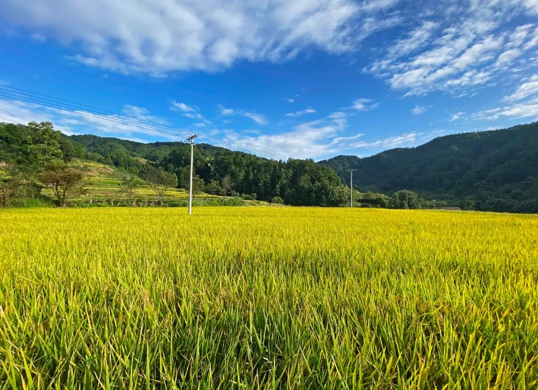 蓝天白云，金黄色的稻谷，构成一幅优美的画面。黄河 摄