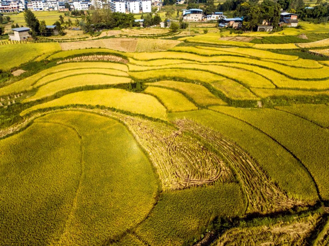云阳县路阳镇农田里一片丰收景象.云阳县委宣传部供图