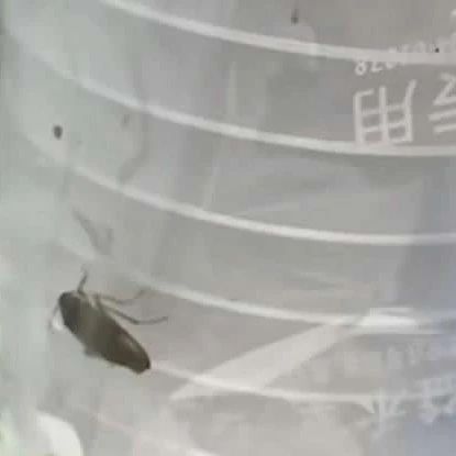 蟑螂 横行 的奶茶店 蟑螂 新浪财经 新浪网