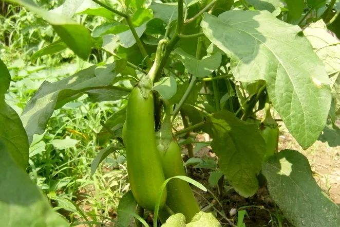 茄科蔬菜大全你肯定不会都吃过