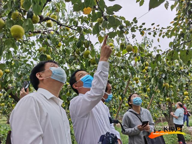 高清组图|河北赵县:金秋梨园分外香|河北省_新浪新闻