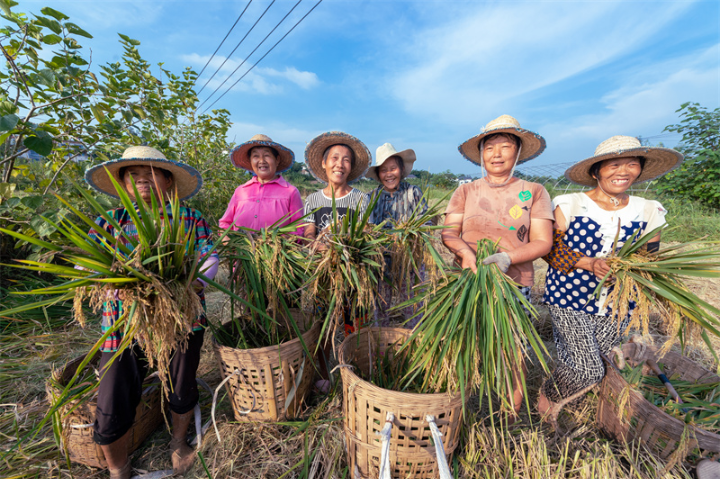 村民们收获丰收的喜悦.陈林 摄