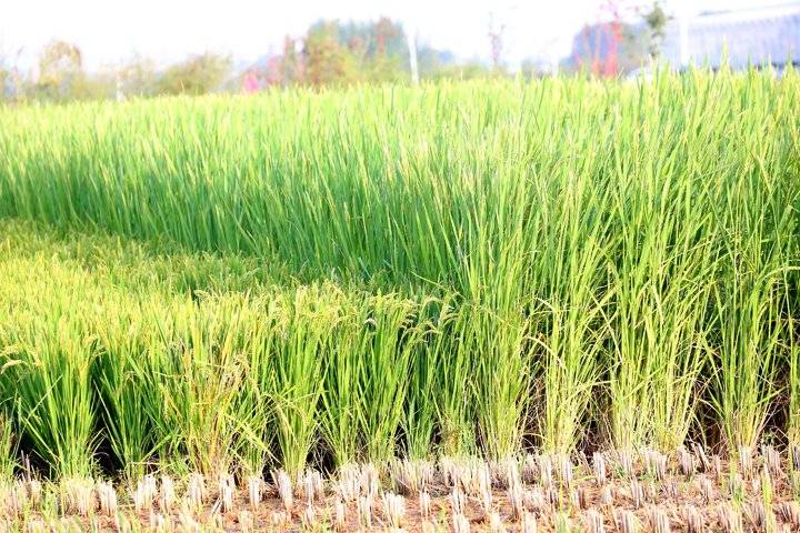 杂交水稻之父袁隆平说的"稻下可乘凉巨型稻"济南也有了