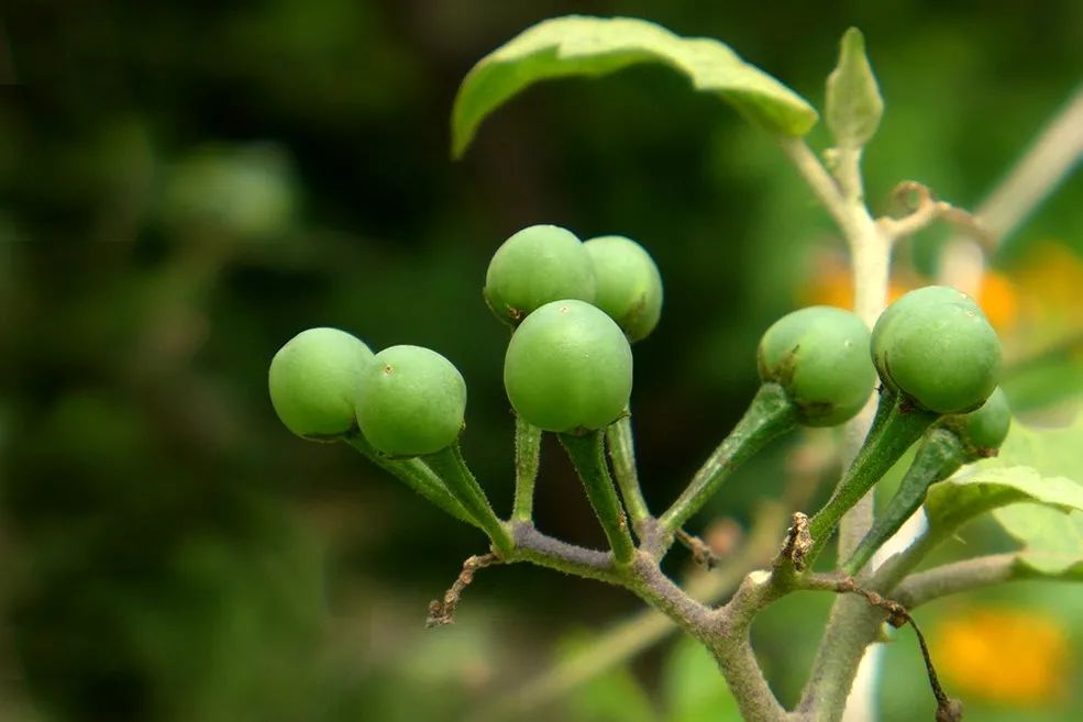 茄科蔬菜大全你肯定不会都吃过