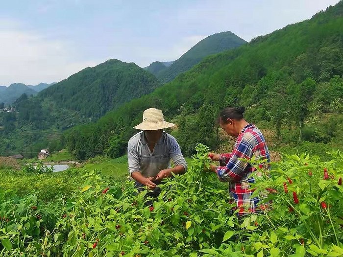 农户在石柱县大歇镇干柏村采摘辣椒。图片来源：“辣来主义”重庆小面