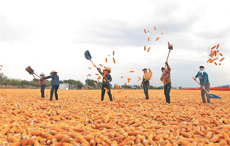 播种梦想 收获幸福|六师|农民_新浪新闻