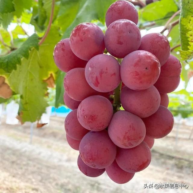 200元1斤葡萄界中的劳斯莱斯妮娜皇后究竟如何