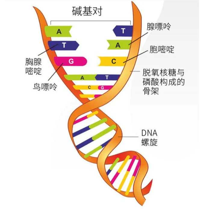 藏文科普动物斑点和条纹的基因密码