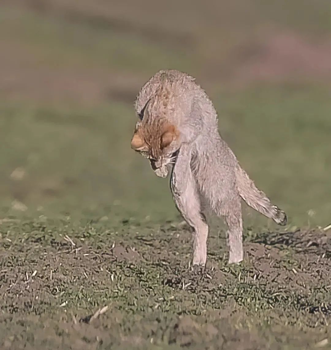 最终观察拍摄团队拍了很多素材,其中包括大量荒漠猫捕猎的镜头