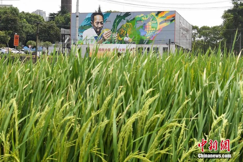 今天袁隆平雕像前满是鲜花