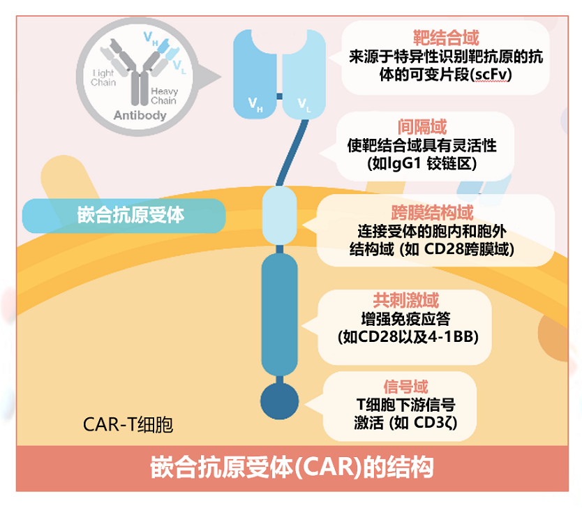 嵌合抗原受體(car)的結構