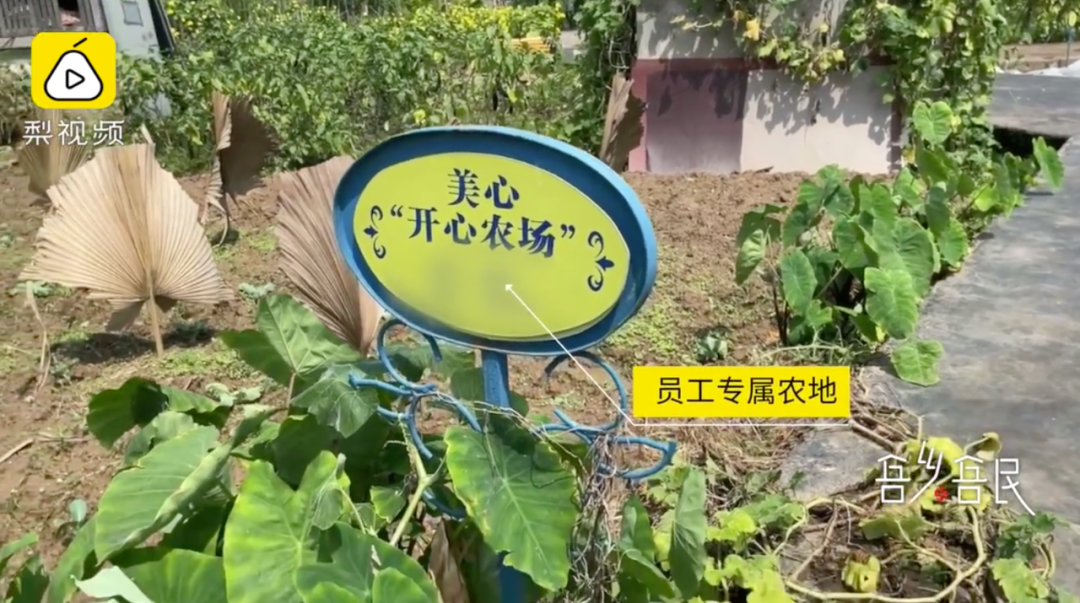 公司楼顶惊现2万平“空中农场”，员工种菜带回家吃休闲区蓝鸢梦想 - Www.slyday.coM