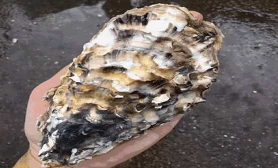 第六届威海·乳山牡蛎文化节启动 这个国庆假期给你安排得妥妥的休闲区蓝鸢梦想 - Www.slyday.coM