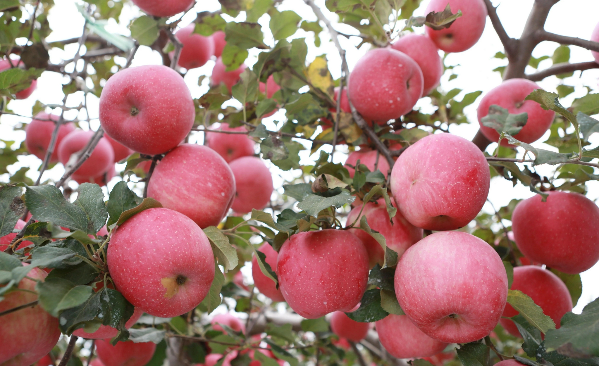 第四届中国千阳好苹果大赛总决赛举行