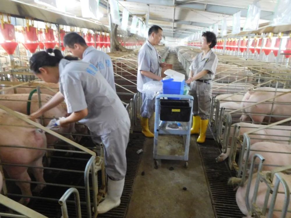 9层楼高的豪华酒店养猪场,扫圈,饮水,喂食和控温都是智能化