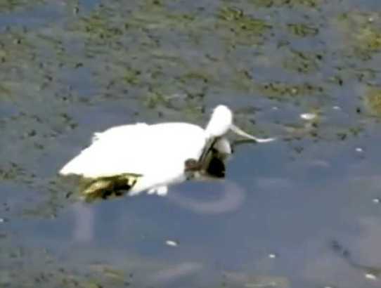 男子野外钓鱼发现水中天鹅有异样,本想下水解救,细看后放弃了休闲区蓝鸢梦想 - Www.slyday.coM 男子野外钓鱼发现水中天鹅有异样,本想下水解救,细看后放弃了休闲区蓝鸢梦想 - Www.slyday.coM