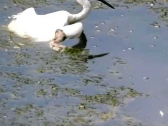 男子野外钓鱼发现水中天鹅有异样,本想下水解救,细看后放弃了休闲区蓝鸢梦想 - Www.slyday.coM 男子野外钓鱼发现水中天鹅有异样,本想下水解救,细看后放弃了休闲区蓝鸢梦想 - Www.slyday.coM