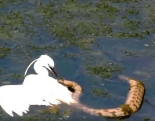 男子野外钓鱼发现水中天鹅有异样,本想下水解救,细看后放弃了休闲区蓝鸢梦想 - Www.slyday.coM 男子野外钓鱼发现水中天鹅有异样,本想下水解救,细看后放弃了休闲区蓝鸢梦想 - Www.slyday.coM