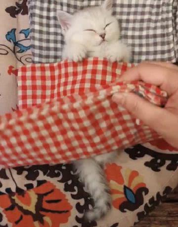 屋里开着空调,主人怕猫咪冷,于是给猫咪盖上了毯子,萌翻了!休闲区蓝鸢梦想 - Www.slyday.coM 屋里开着空调,主人怕猫咪冷,于是给猫咪盖上了毯子,萌翻了!休闲区蓝鸢梦想 - Www.slyday.coM