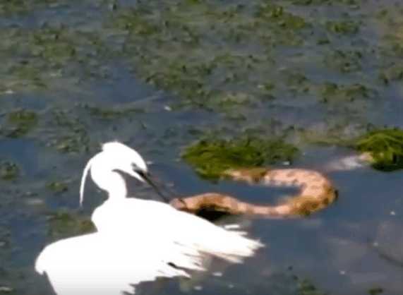 男子野外钓鱼发现水中天鹅有异样,本想下水解救,细看后放弃了休闲区蓝鸢梦想 - Www.slyday.coM 男子野外钓鱼发现水中天鹅有异样,本想下水解救,细看后放弃了休闲区蓝鸢梦想 - Www.slyday.coM