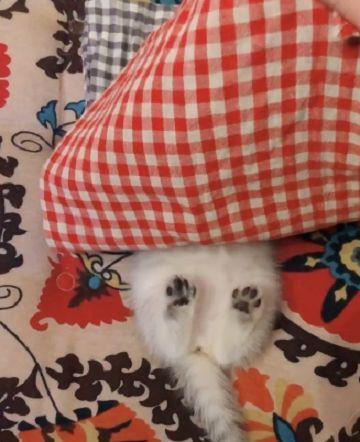 屋里开着空调,主人怕猫咪冷,于是给猫咪盖上了毯子,萌翻了!休闲区蓝鸢梦想 - Www.slyday.coM 屋里开着空调,主人怕猫咪冷,于是给猫咪盖上了毯子,萌翻了!休闲区蓝鸢梦想 - Www.slyday.coM