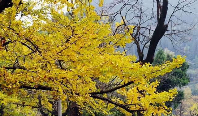 9个有着极致秋色的旅行地,10休闲区蓝鸢梦想 - Www.slyday.coM 9个有着极致秋色的旅行地,10休闲区蓝鸢梦想 - Www.slyday.coM