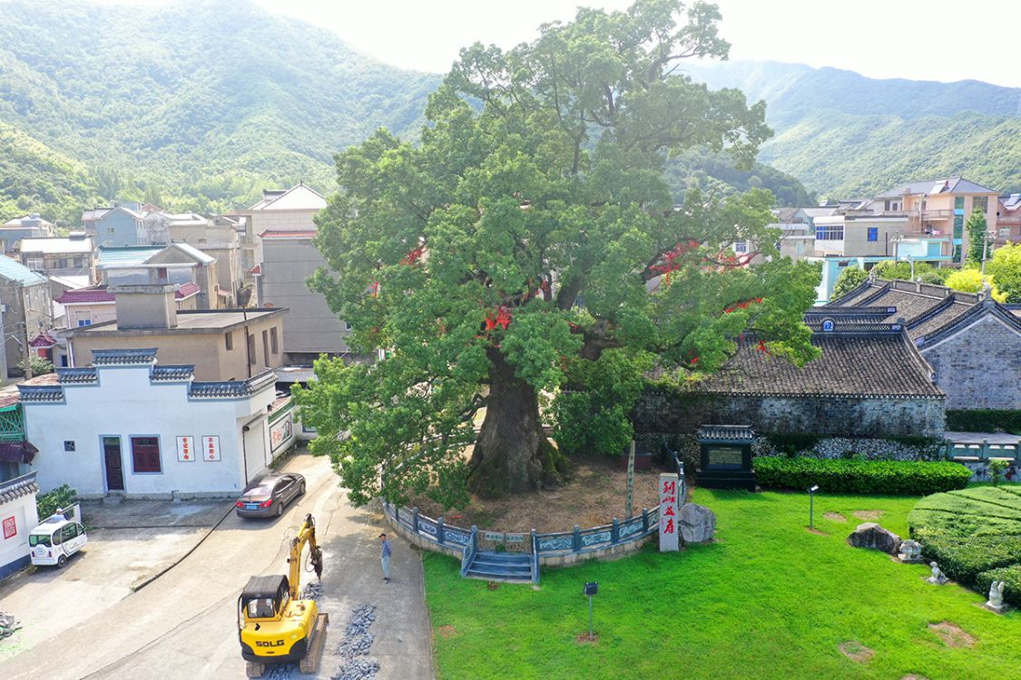 象山樟岙村,灵芝谷,千年古樟的树洞越来越小