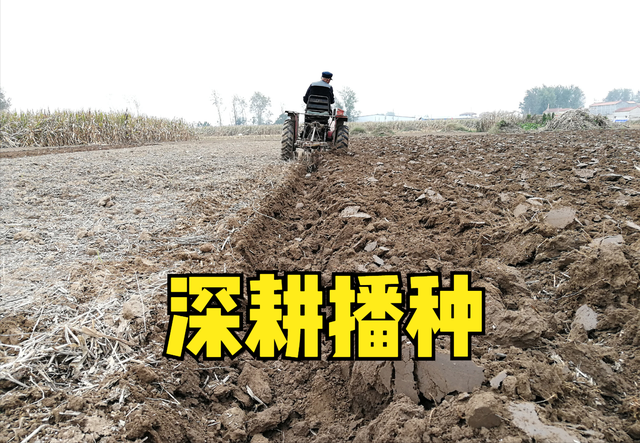 种植小麦深耕好还是免耕好利弊详细对比哪种产量高