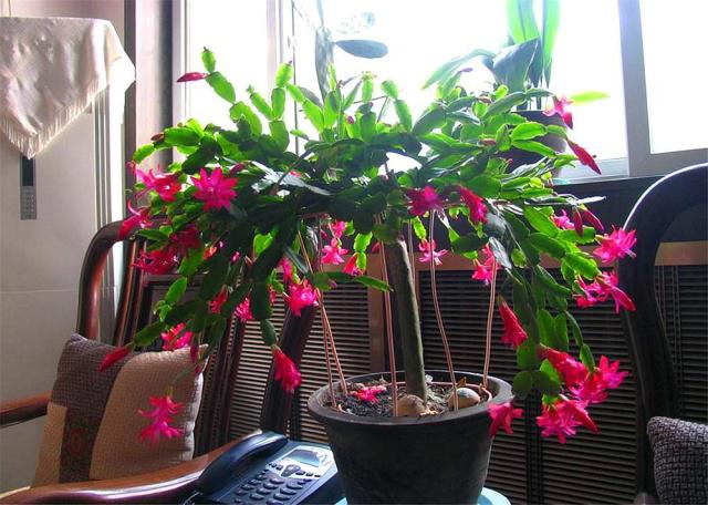 给蟹爪兰多喂点这水植株状态越来越好