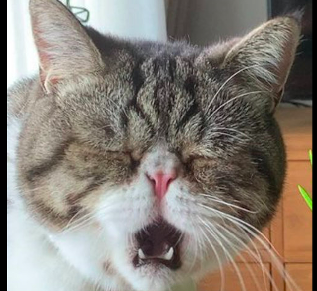 猫草|猫咪|表情_新浪新闻