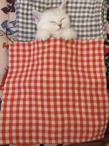 屋里开着空调,主人怕猫咪冷,于是给猫咪盖上了毯子,萌翻了!休闲区蓝鸢梦想 - Www.slyday.coM 屋里开着空调,主人怕猫咪冷,于是给猫咪盖上了毯子,萌翻了!休闲区蓝鸢梦想 - Www.slyday.coM