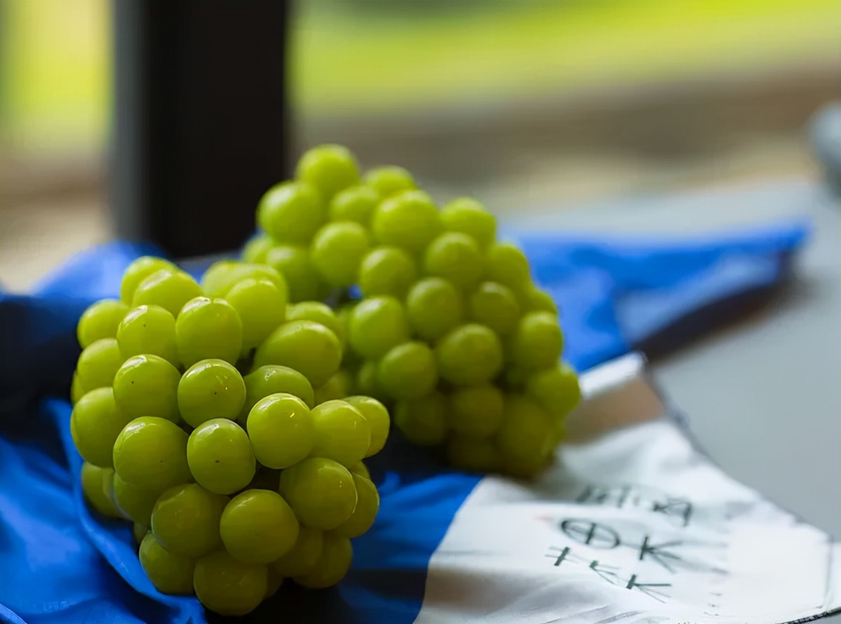 葡萄届爱马仕爆红之后