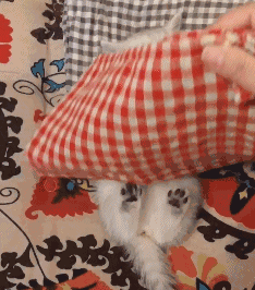 屋里开着空调,主人怕猫咪冷,于是给猫咪盖上了毯子,萌翻了!休闲区蓝鸢梦想 - Www.slyday.coM 屋里开着空调,主人怕猫咪冷,于是给猫咪盖上了毯子,萌翻了!休闲区蓝鸢梦想 - Www.slyday.coM