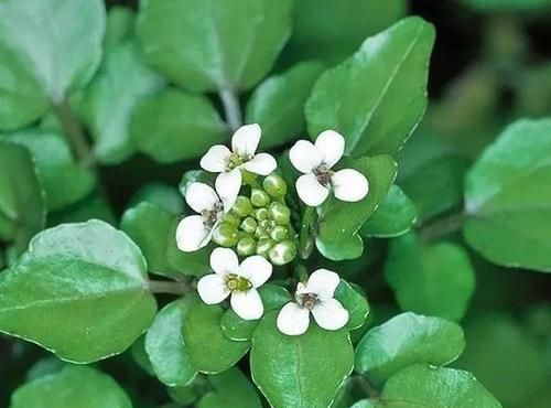 豆瓣菜|植物|栽培_新浪新闻