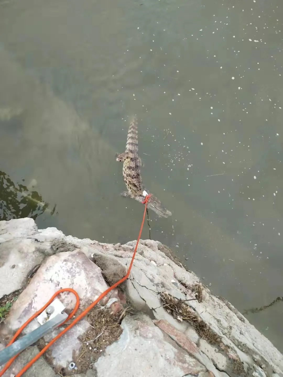 被非法放生的鳄鱼，死了休闲区蓝鸢梦想 - Www.slyday.coM