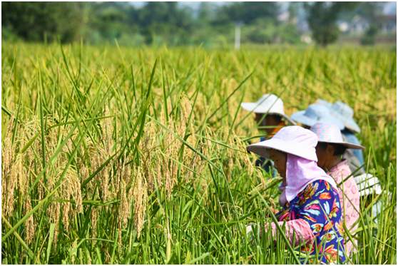 稻田里，农民站着收割不弯腰。邹乐摄