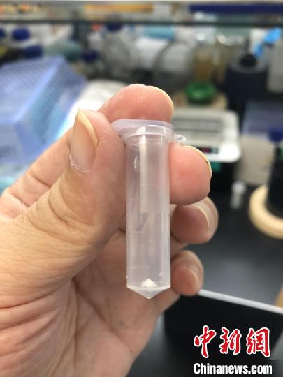中科院天津工业生物技术研究所科研人员在实验室展示人工合成淀粉样品。 中科院科技摄影联盟 供图