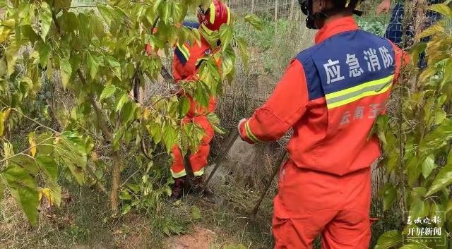 瘆人！澄江一田地里惊现眼镜王蛇，3米长、有手臂粗休闲区蓝鸢梦想 - Www.slyday.coM