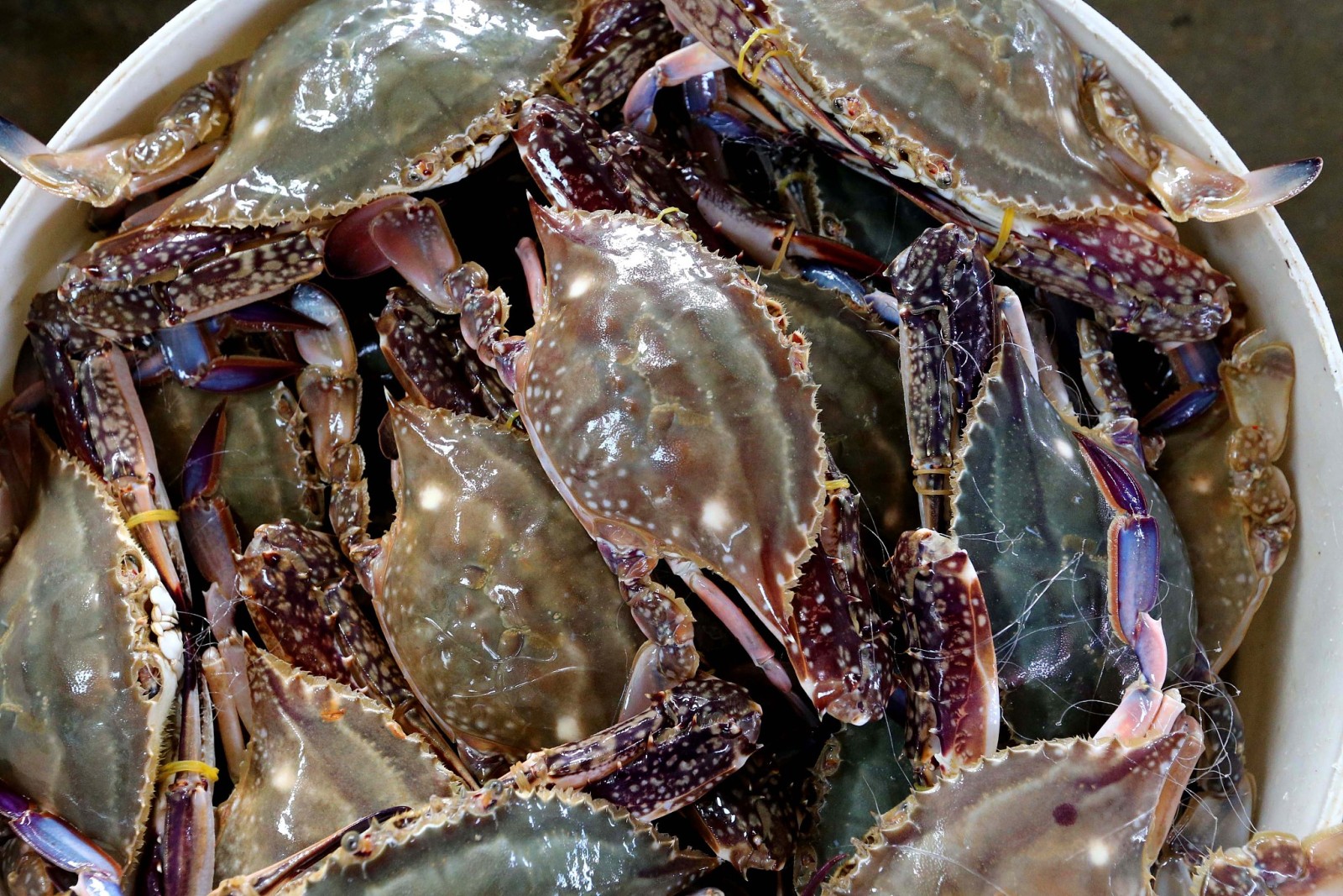 上海打出"组合拳" 韭菜,豆芽,梭子蟹,淡水鱼等食用农产品专项整治初见