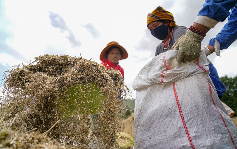 △拉萨市达孜区克日村的农民在收获青稞（2021年9月6日摄）。