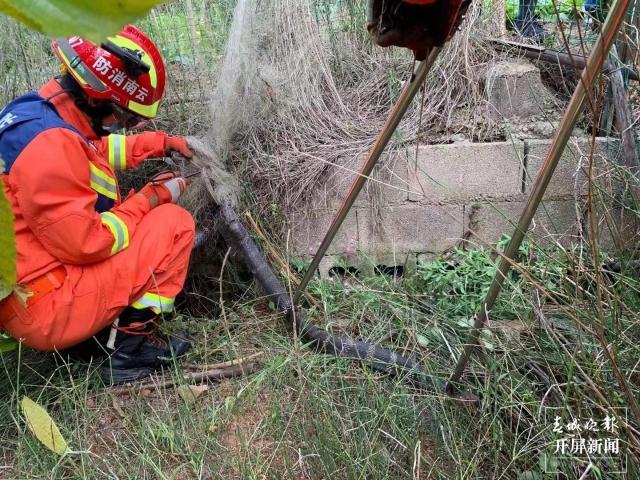 瘆人！澄江一田地里惊现眼镜王蛇，3米长、有手臂粗休闲区蓝鸢梦想 - Www.slyday.coM