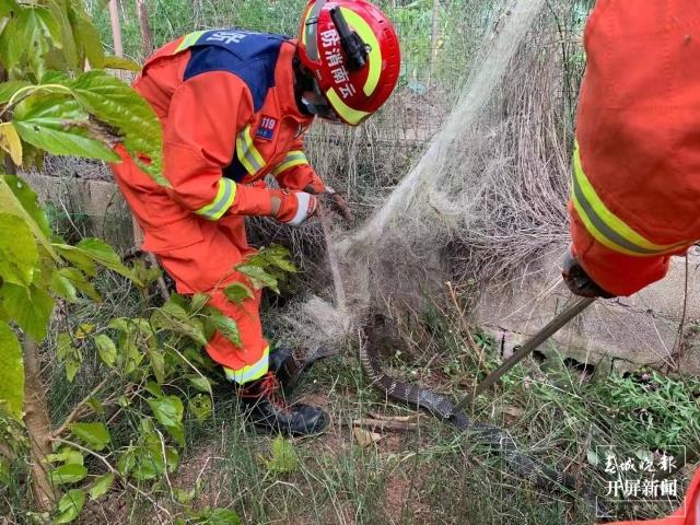 瘆人！澄江一田地里惊现眼镜王蛇，3米长、有手臂粗休闲区蓝鸢梦想 - Www.slyday.coM