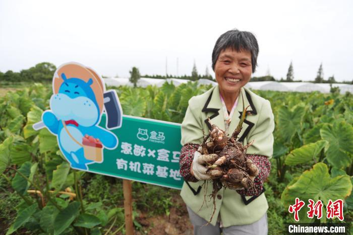 订单农业让农户收获满满，笑开了花 申海 摄