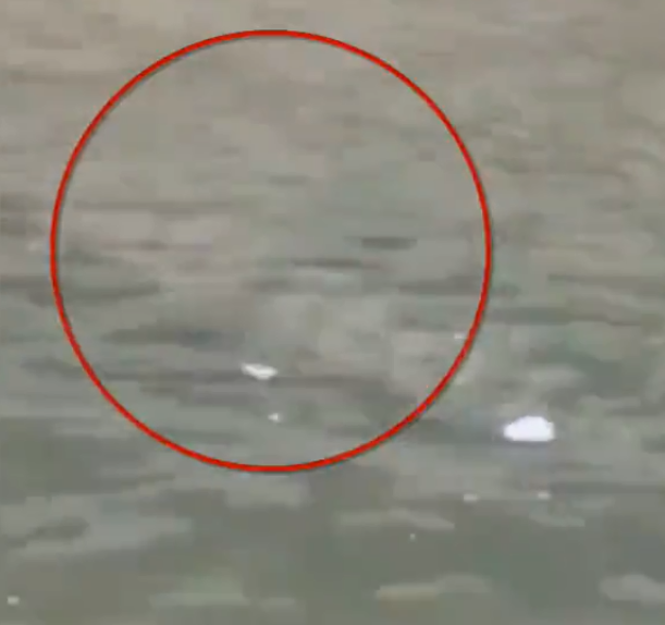 被非法放生的鳄鱼，死了休闲区蓝鸢梦想 - Www.slyday.coM