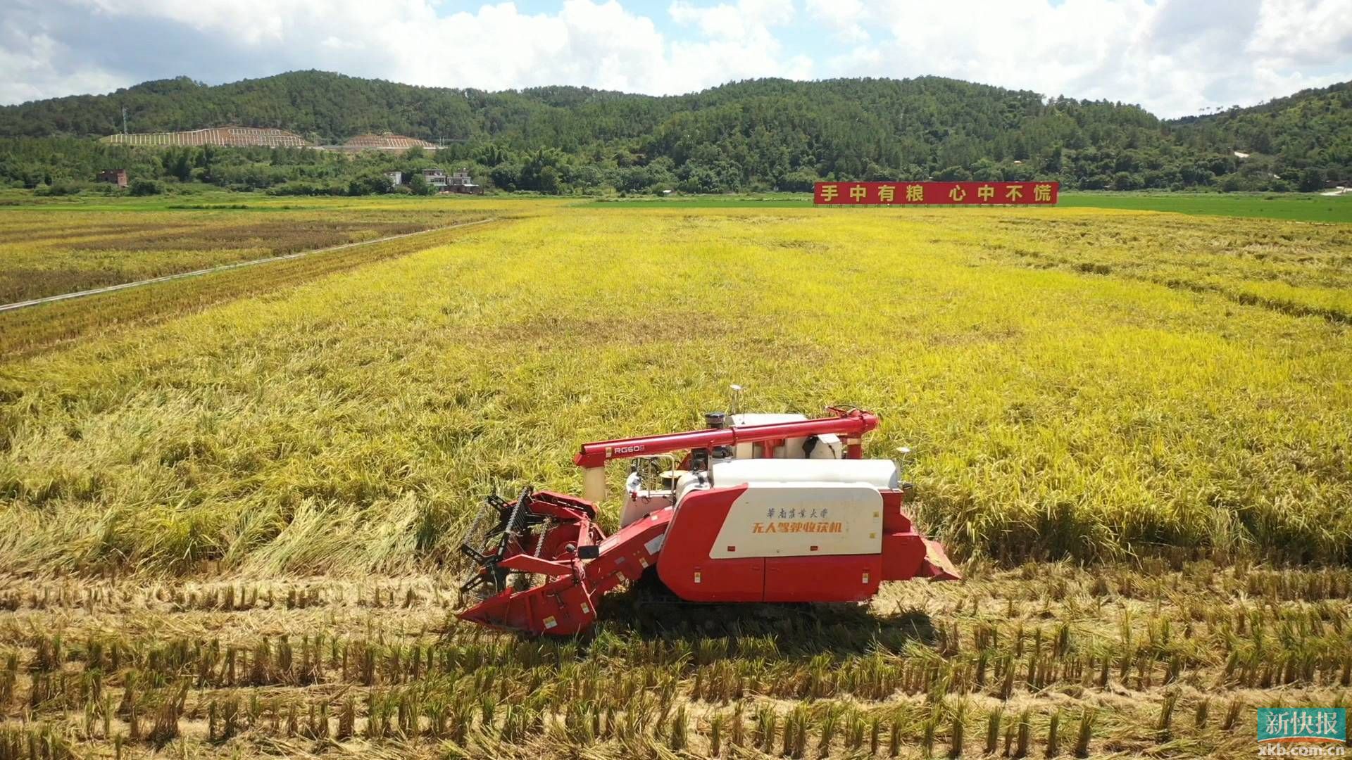 河字号农产品走俏无人机割稻给力